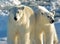 IJsbeer, Polar Bear, Ursus maritimus