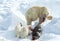 IJsbeer, Polar Bear, Ursus maritimus