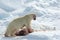 IJsbeer, Polar Bear, Ursus maritimus