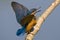 IJsvogel, Common Kingfisher, Alcedo atthis