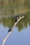 IJsvogel, Common Kingfisher, Alcedo atthis
