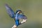 IJsvogel, Common Kingfisher, Alcedo atthis