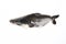 Ikan Patin or Silver Catfish or Iridescent shark fish or scientific name Pangasius Sutchi