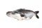 Ikan Patin or Silver Catfish or Iridescent shark fish or scientific name Pangasius Sutchi