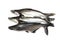 Ikan Patin or Silver Catfish or Iridescent shark fish or scientific name Pangasius Sutchi