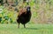 Il weka Gallirallus australis Sparrman