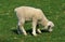 Ile de France Domestic Sheep, a French Breed, Lamb eating Grass