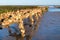 Ile de RÃ© oyster banks in the sea