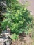 Ileng-ileng plant with greenish tree trunk and oval-shaped leaves.