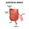 Ileocecal angle. Ileocecal valve. Bauginiev s damper. The ileum, the Cecum, the Apendix. Colon. Infographics. Vector illustration