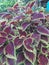 iler or Coleus atropurpureus is a shrub. The leaves are efficacious as a medicine