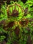 Iler Coleus plant with green and purple leaves