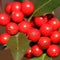 Ilex aquifolium