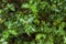 Ilex aquifolium, christmas holly or evergreen boughs, green leaves.