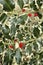 Ilex aquifolium, common, English, European, Christmas holly,