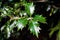 Ilex aquifolium (Common holly, holly, English holly, European Holly) tree