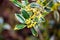 Ilex aquifolium -Golden queen holly