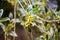 Ilex aquifolium -Golden queen holly