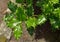 Ilex aquifolium holly, common holly, English holly, European holly, or occasionally Christmas holly