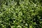 Ilex crenata japanese holly evergreen shrub
