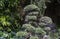 Ilex crenata or Japanese holly evergreen shrub or small tree