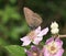 Ilex hairstreak butterfly