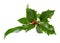 Ilex, holly, christmas decoration