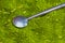 Ilex paraguariensis herb and utensils to sip mate gaucho