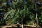 Ilex rotunda (Round leaf holly.Kurogane holly) berries. Aquifoliaceae evergreen tree.
