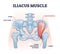 Iliacus muscle with hip or groin muscular, skeletal anatomy outline diagram