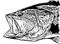 IlIlustration of largemouth bass fish head on white backgorund