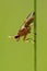 Ilione albiseta snail-killing fly
