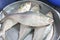 Ilish Hilsa Fish