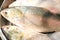 Ilish Hilsa Fish