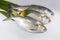 Ilish National fish of Bangladesh Hilsafish ilisha terbuk hilsa herring or hilsa shad Clupeidae family on white background