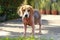 Ill beagle dog with Demodicosis, Red Mange