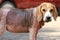 Ill beagle dog with Demodicosis, Red Mange