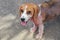 Ill beagle dog with Demodicosis, Red Mange