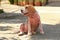 Ill beagle dog with Demodicosis, Red Mange