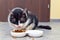 Ill cat eats pet food