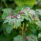 Ill leaves of currant infected by gallic aphids