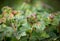 Ill leaves of currant infected by gallic aphids