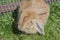 Ill rabbit with myxomatosis