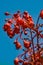 Illawarra Flame Tree