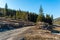 Illegal cutted huge pine wood logs near roadside