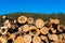 Illegal cutted huge pine wood logs near roadside