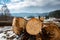 Illegal cutted huge pine wood trunks near roadside