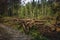 Illegal deforestation in the Ukrainian Carpathians. The destruction of the forest