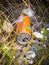 Illegal disposal of orange drink can in the nature