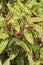 Illicium floridanum plant